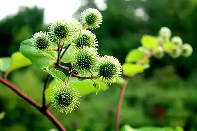 Closeup of burdock