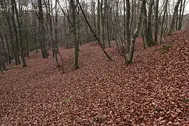 View looking west towards the tip of the spur. The limit of building in this direction is not clear due to recent disturbance. (November 2013)