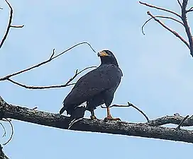 Mangrove black hawk