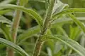 Closeup of the hairy stems