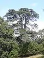 Cedrus atlantica in the Park