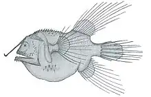 Fanfin angler Caulophryne jordani