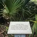 Cabbage palms, complete with some information about cabbage palms