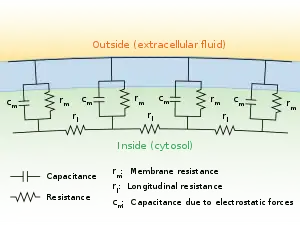 A diagram showing the resistance and capacitance across the cell membrane of an axon. The cell membrane is divided into adjacent regions, each having its own resistance and capacitance between the cytosol and extracellular fluid across the membrane. Each of these regions is in turn connected by an intracellular circuit with a resistance.