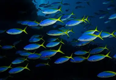 Caesio teres in Fiji by Nick Hobgood