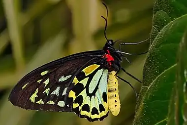 Cairns birdwing (Ornithoptera euphorion)(G. R. Gray 1852)