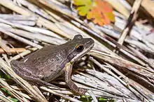 A brown frog