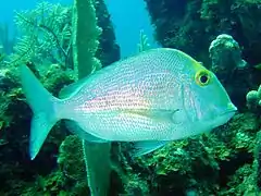 C. calamus in its natural habitat: A reef setting near Isla Juventud, Cuba.