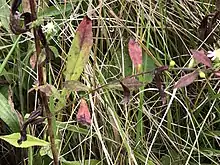 Close-up of a Symphyotrichum lateriflorum stem and branch node showing hairs in vertical lines. The stem and branch have a reddish-brown hue, and leaves are mostly red with some lighter green. There are flower heads distally on the branch.