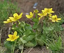 C. palustris var. palustris