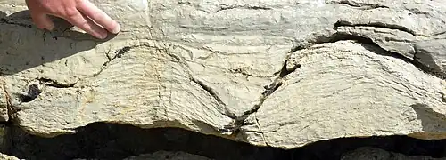 Stromatolites of the Pika Formation (Middle Cambrian) near Helen Lake, Banff National Park, Canada