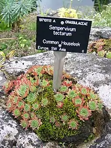 Sempervivum tectorum, type species