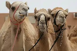 Dromedaries at the city's Camel Market. The camel is important to the cultures of Arabia, the Middle East, and elsewhere.