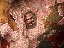 A small specimen covered in and surrounded by encrusting Lithothamnion red alga