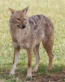 Golden Jackal