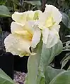 Canna 'Puck'