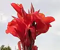 Canna 'Roi Humbert'