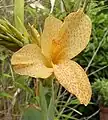 Canna 'Souvenir de Madame Nardy', Crozy