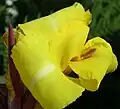 Canna 'Trinacria Variegata'