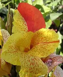 Canna Italian Group 'Yellow King Humbert'