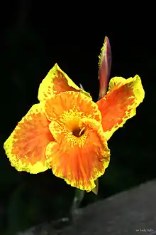 Canna 'Roma', Sprenger 1896