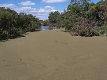 Azolla duckweed fern coveringthe Canning River, Western Australia