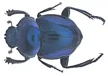 Canthon smaragdulus