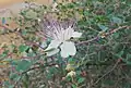 Capparis spinosa flower