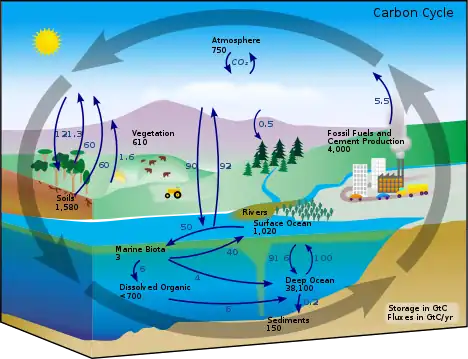 Diagram of the carbon cycle