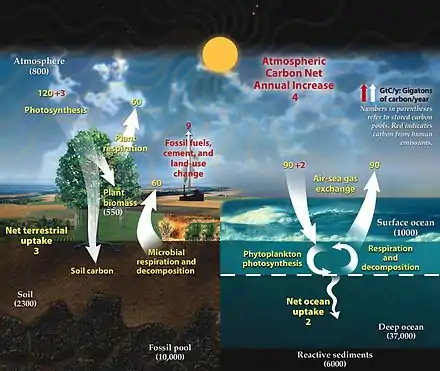 Image 51This diagram of the fast carbon cycle shows the movement of carbon between land, atmosphere, and oceans in billions of metric tons of carbon per year. Yellow numbers are natural fluxes, red are human contributions, white are stored carbon. (from Carbon dioxide in Earth's atmosphere)