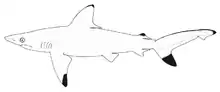 Pondicherry shark (Carcharhinus hemiodon)