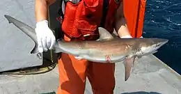 A fishery worker standing on a ship, holding a small shark in his gloved hands