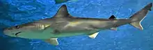 Indonesian whaler shark (Carcharhinus tjutjot)