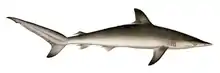 Spot-tail shark (Carcharhinus sorrah)