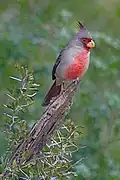 Male in Roma, Texas