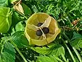 Opened fruit showing seed arrangement