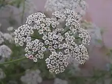 Flowers of Trachyspermum ammi