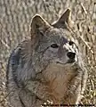 Carrie, a coyote, takes a moment to ponder the meaning of life.