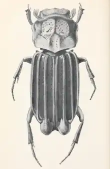 Cartwrightia cartwrighti