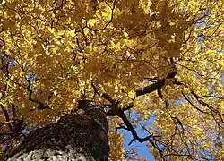 Carya glabra in fall