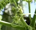 Female flowers