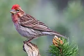 Cassin's finch (Haemorhous cassinii), an American rosefinch