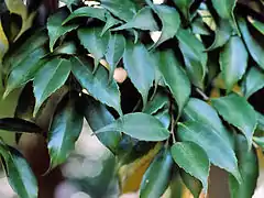 Mature, deep green leaves