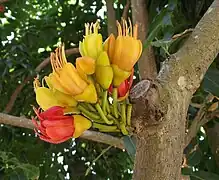 Castanospermum australe