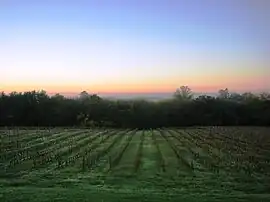 Vineyards