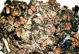 a flattened mass of irregular pink blobs edged with varying thicknesses of dark greenish-black