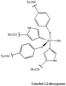 Structure of Catechol 1,2-dioxygenase active site.