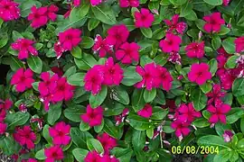 Vinca - Catharanthus roseus 'Titan Burgundy'