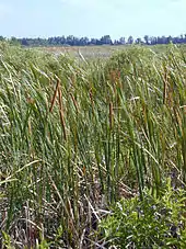 A color photograph of cattails growing in the Everglades