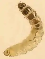 Larva